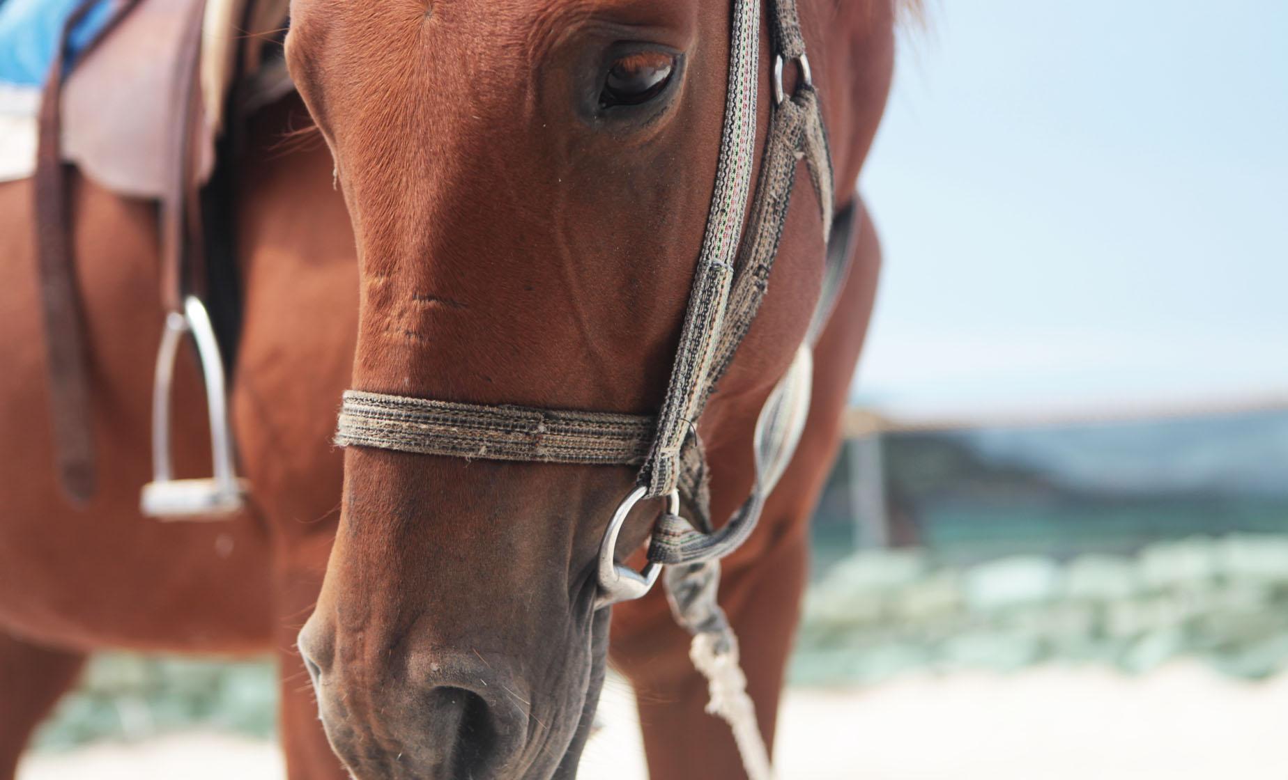 Horseback Riding, Monkeys, Sloths and Iguanas - Image 1