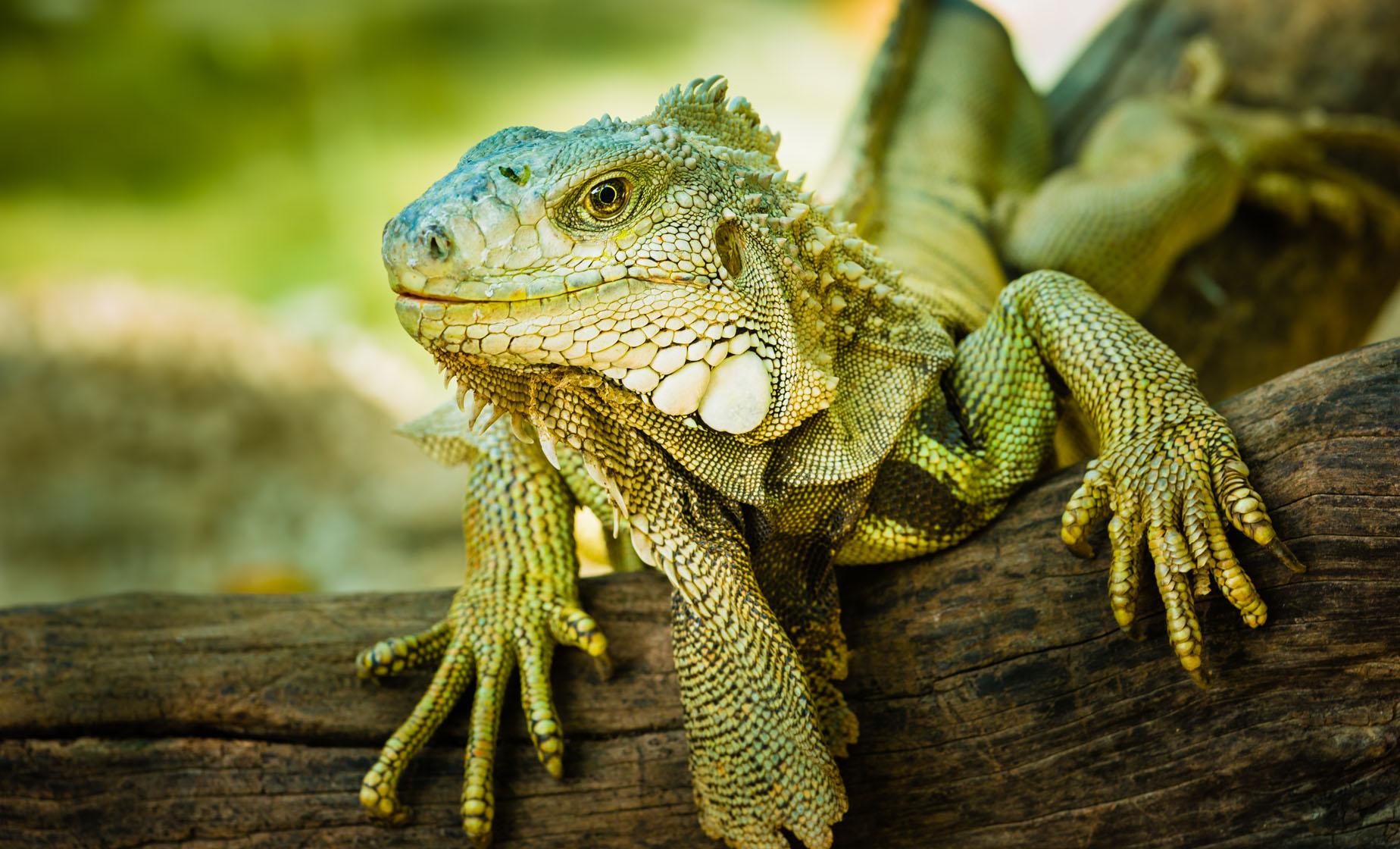 Iguana Quest - Image 1