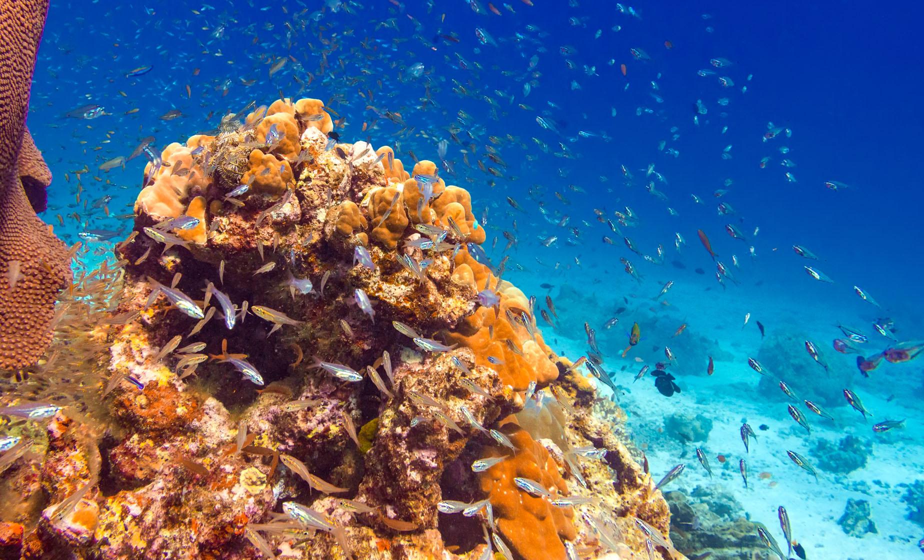 Island Tour and Glass Bottom Boat Combo - Image 1