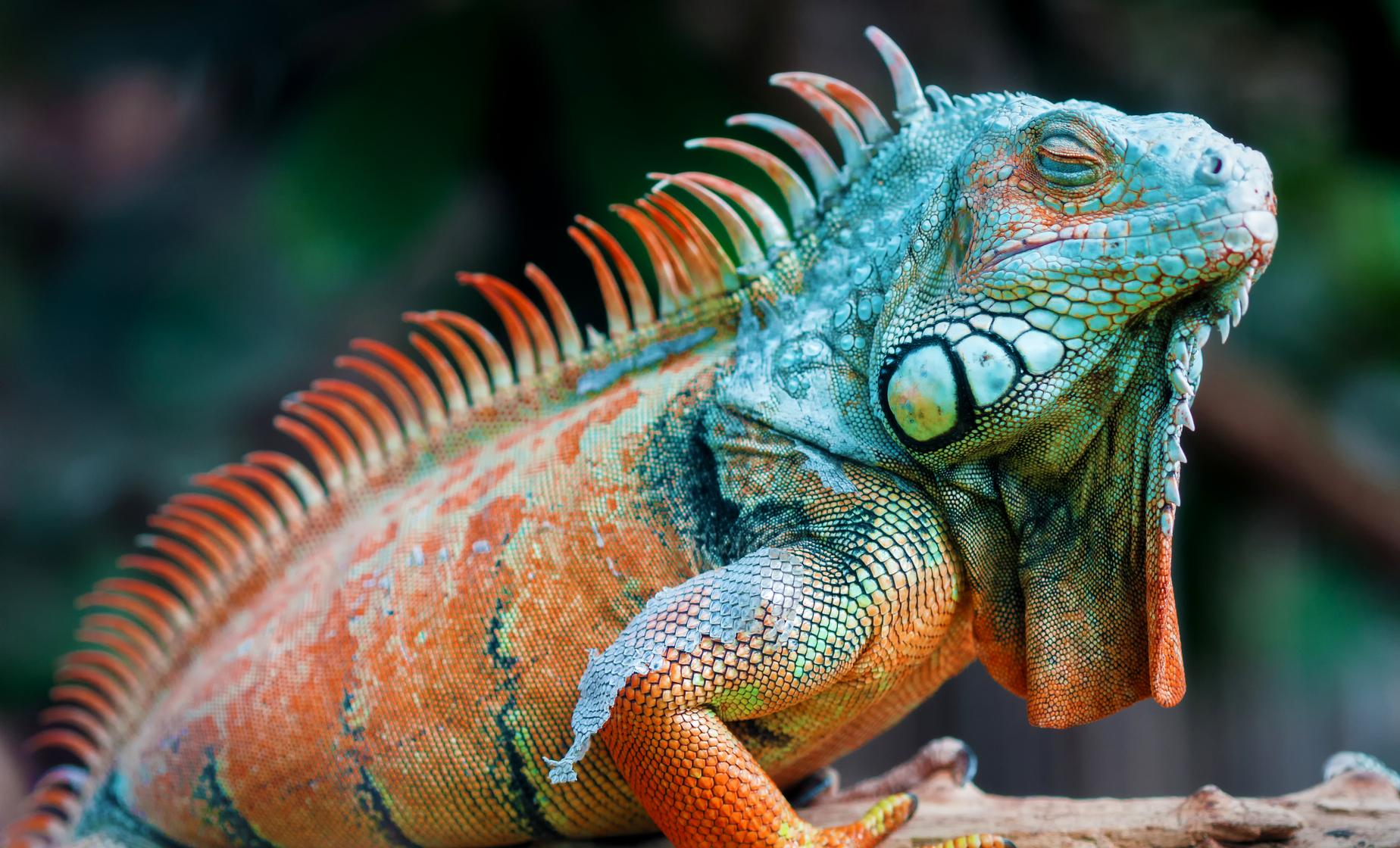 Island Tour, Iguana Park and Beach - Image 1