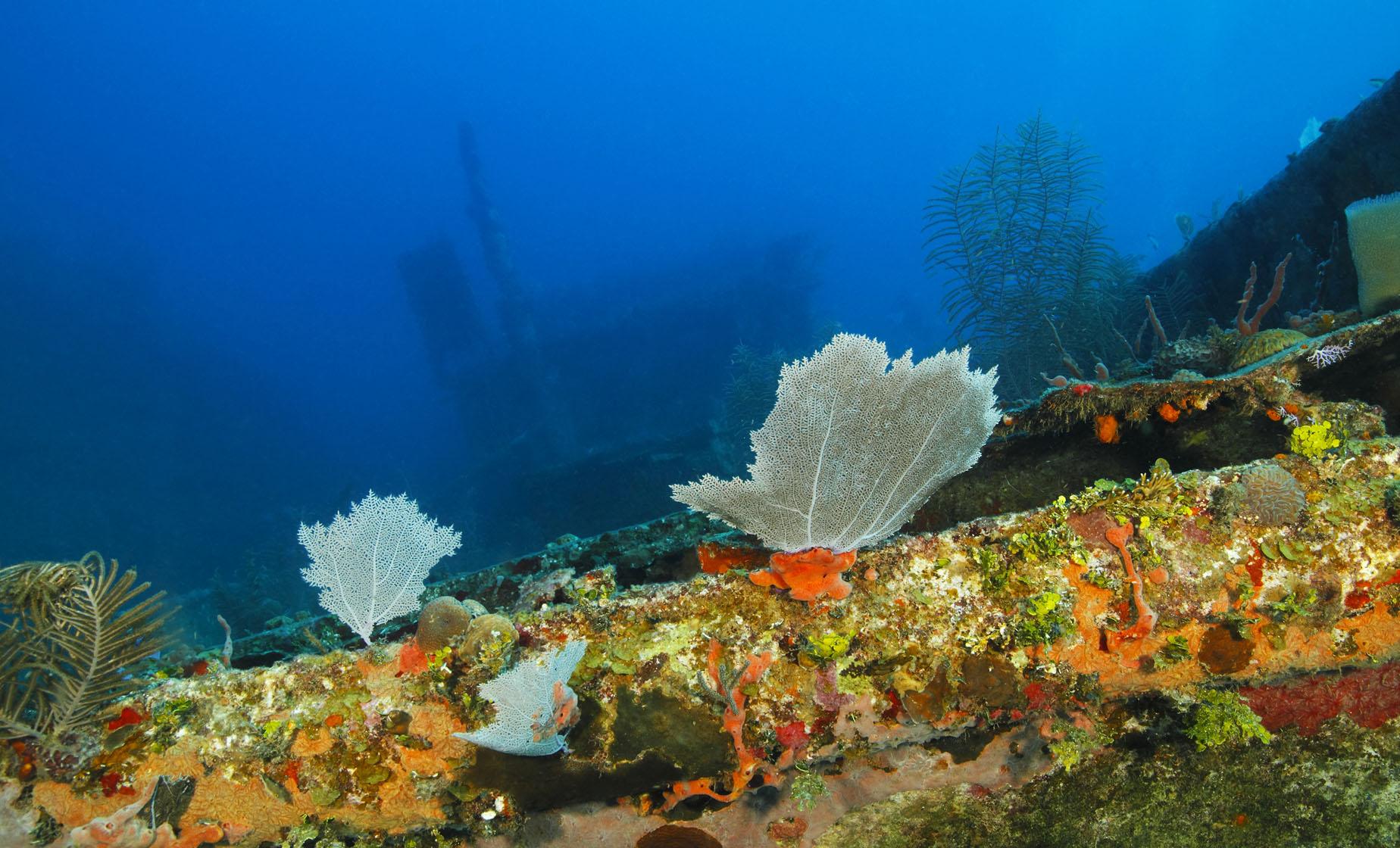 Island Tour & Ship Wreck Snorkel Adventure - Image 1