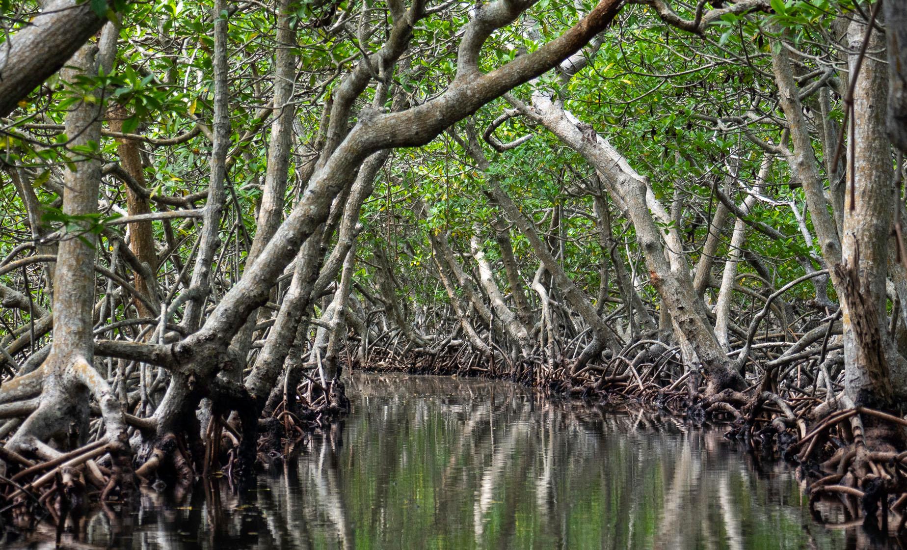 Mangrove Tunnel, Iguana Park and Snorkel - Image 1