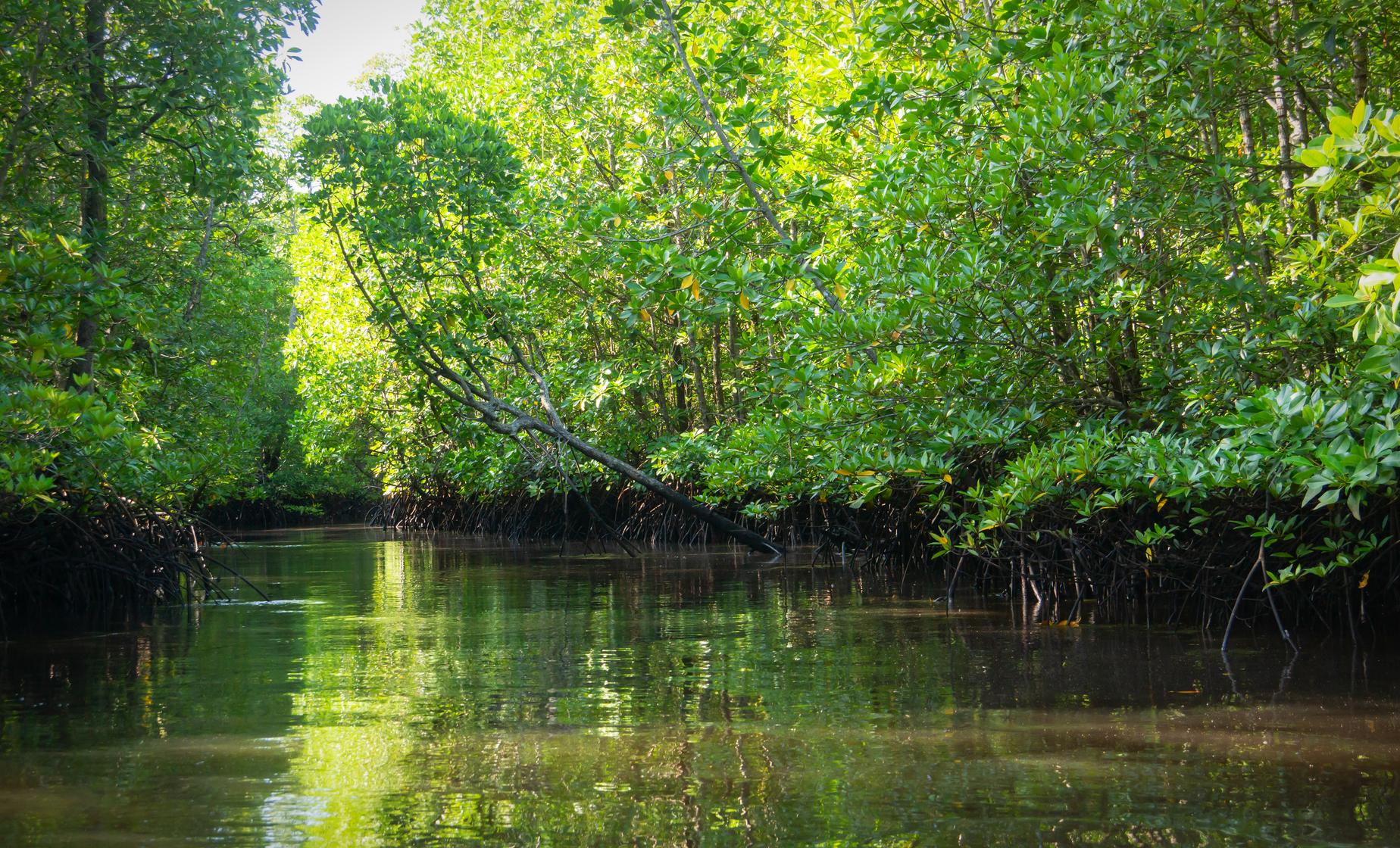 Mangrove Tunnel & Island Tour - Image 1