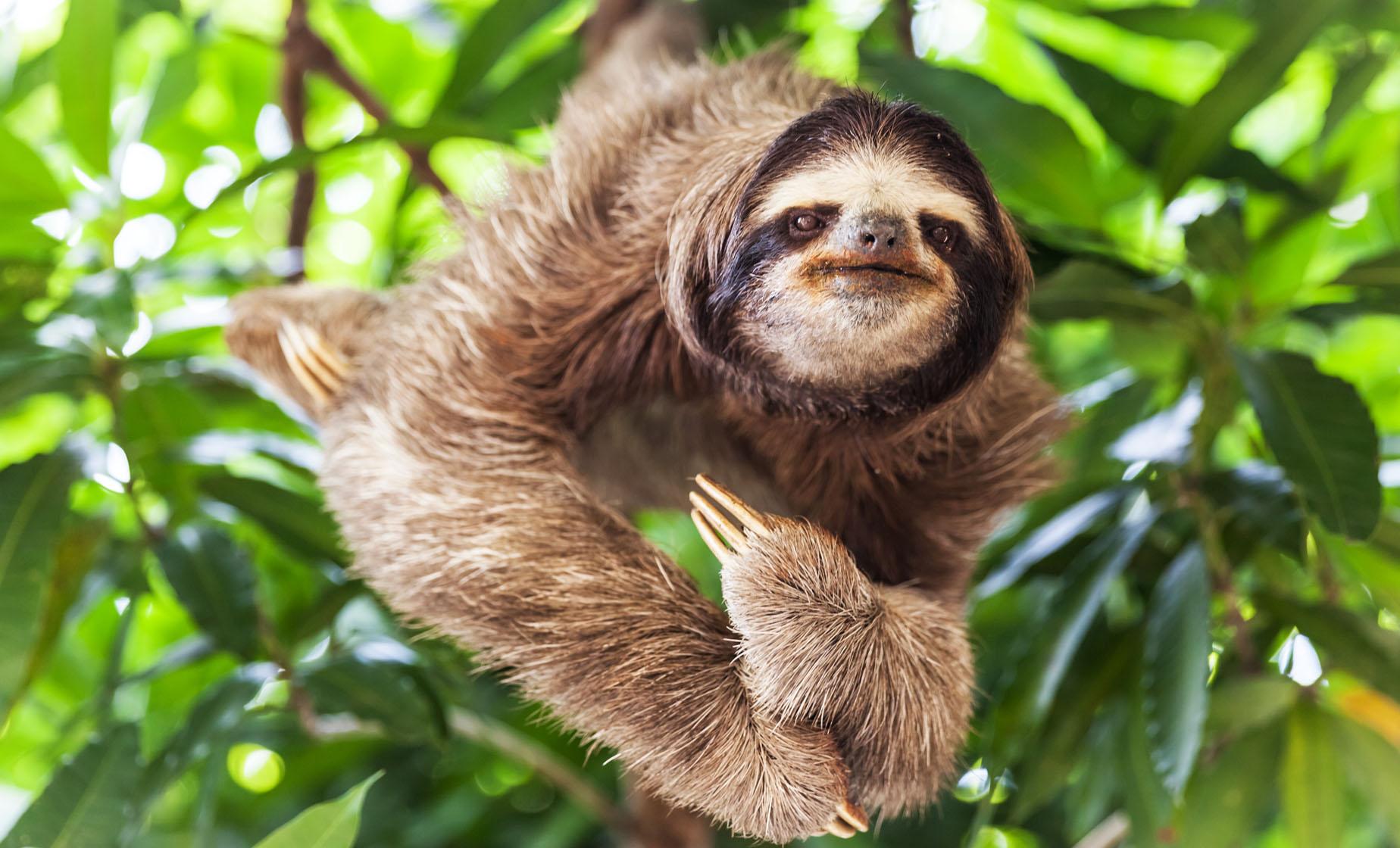 Monkeys, Sloths and Iguanas - Image 1