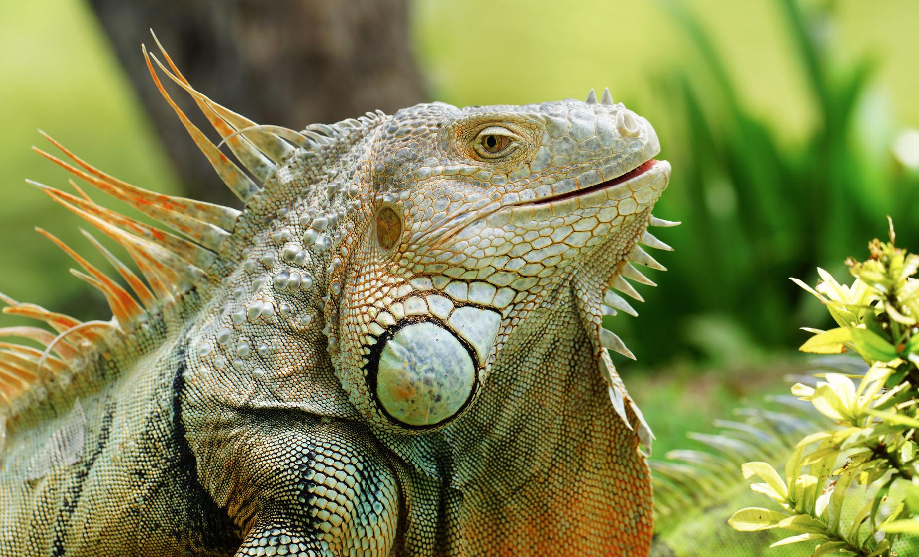 Roatan on the Wild Side - Image 1