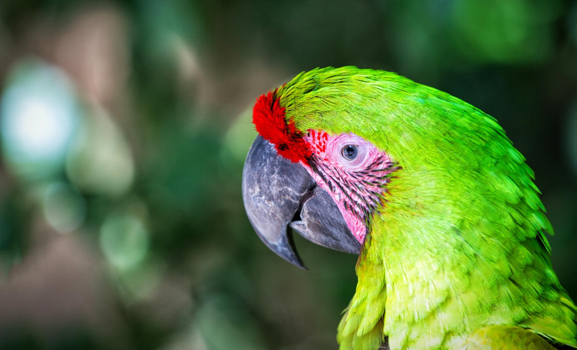 Roatan VIP Free Style Private Tour - Image 1
