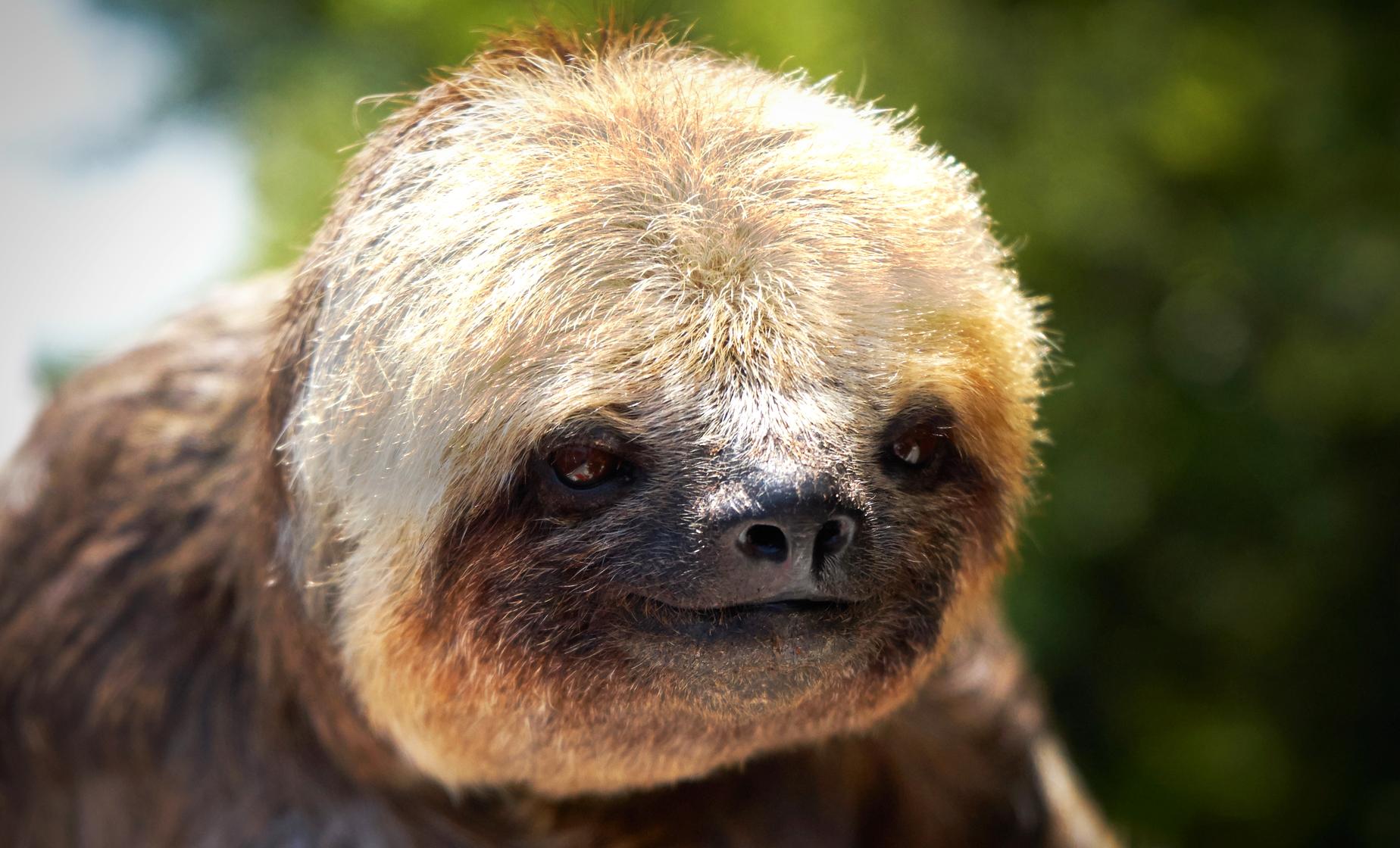 Sloths, Monkeys, Horse Back Riding and Snorkel Combo - Image 1