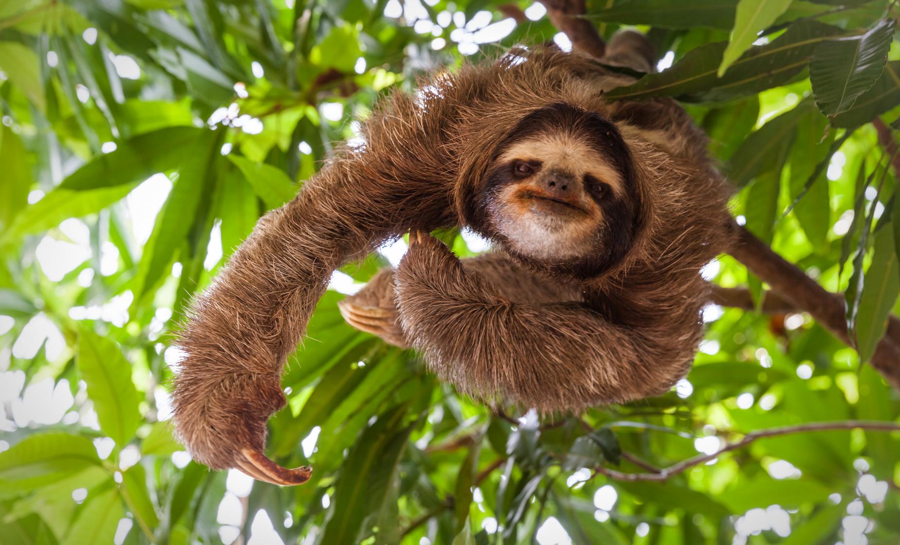 Sloths, Monkeys, Zip Line and Snorkel Combo - Image 1
