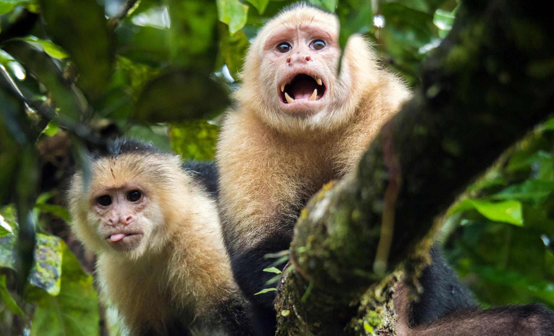 Zipline and Animal Adventure - Image 1