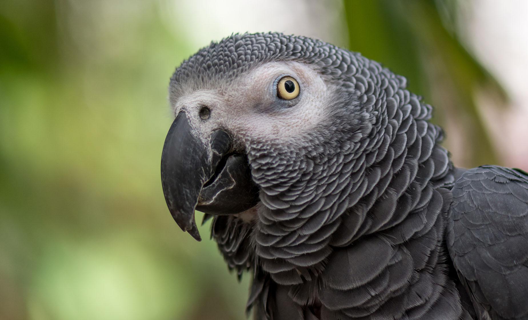 Private Dominica Birding Tour - Image 1