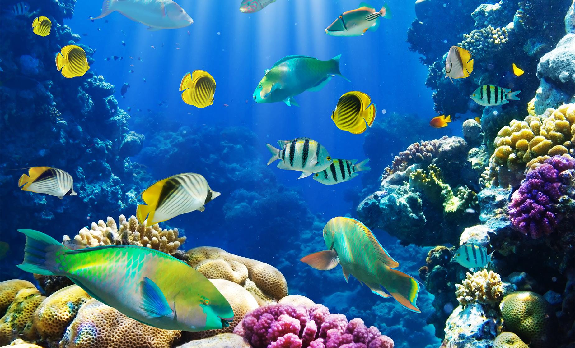 Glass Bottom Boat - Image 1