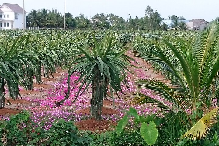 Best mekong delta bike tour - Image 3