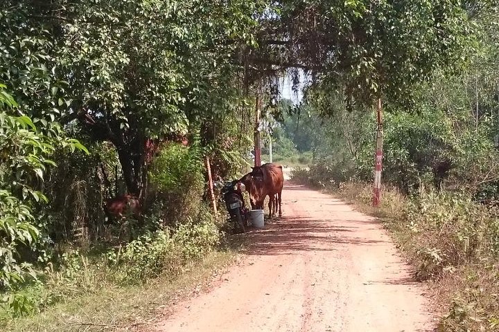 Cycling to CuChi tunnels - single track ride along Saigon river. - Image 3