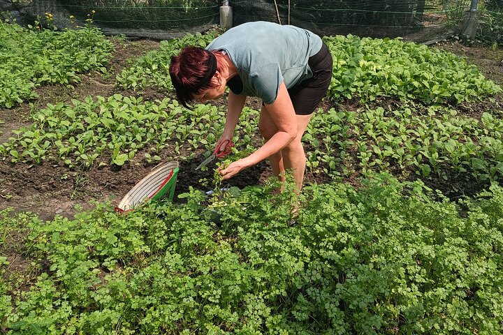 Exploring organic farm & Vietnamese Culinary with Master chef  - Image 3