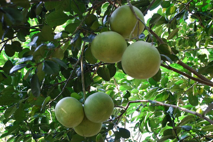 Mekong Delta Tour Including Cai Be Floating Markets from Ho Chi Minh City - Image 2