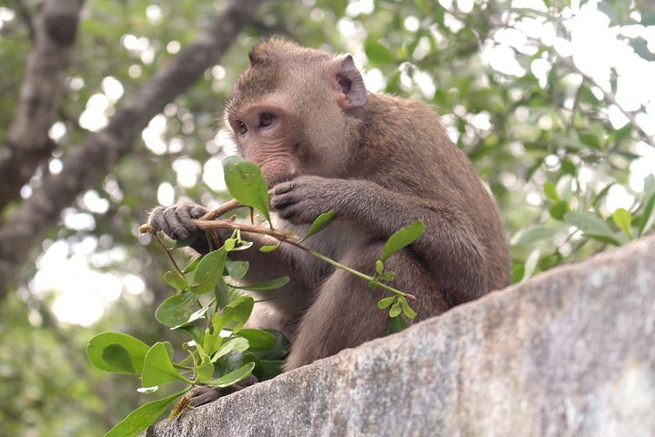 Monkey Tour at Can Gio Mangrove Biosphere Reserve by Speed Boat - Image 5