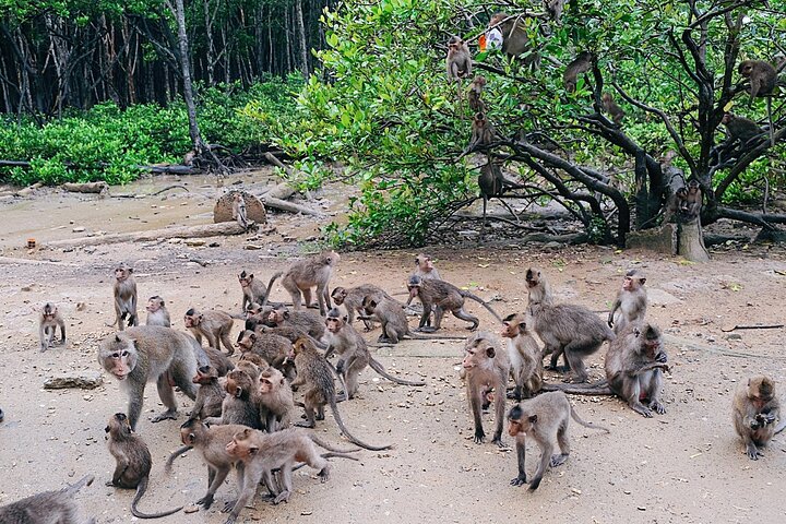 Trekking Mangrove Forest - Monkey Island- Crocodile Farm - Can Gio Tour From HCM - Image 5