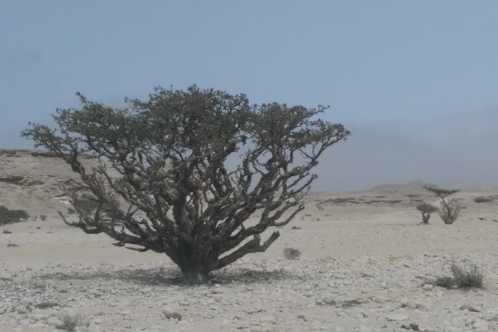 Desert Safari in the Rub al Khali - Image 3