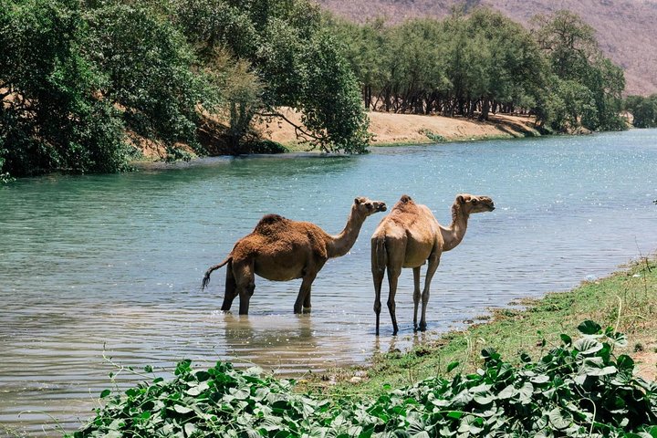 East Jewels of Salalah with Wadi Darbat :Oman Shore excurions - Image 4