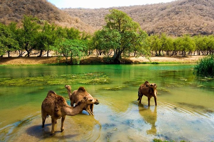 East Jewels of Salalah with Wadi Darbat :Oman Shore excurions - Image 1