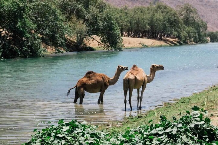 East of Salalah Full Day Tour - Image 5