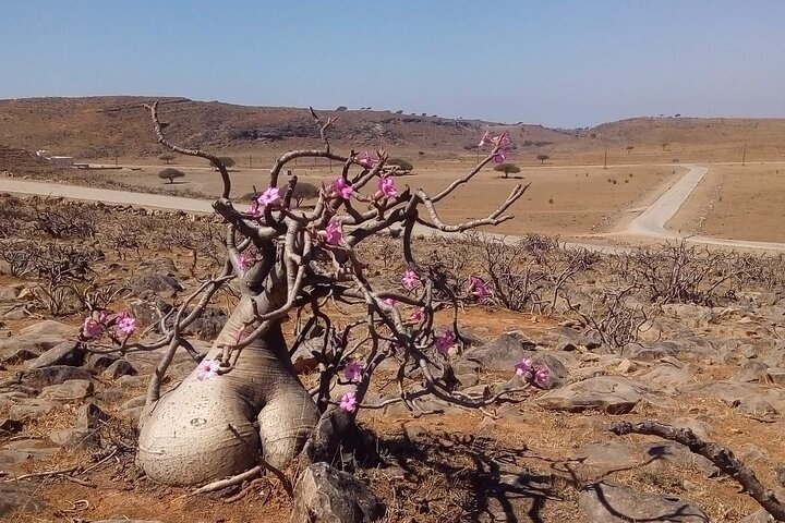 Full Day Private Guided Day Trip in Salalah  - Image 3