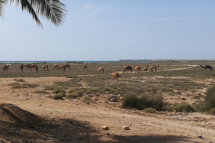 Half Day Tour - Discover beauty of east Salalah. - Image 4