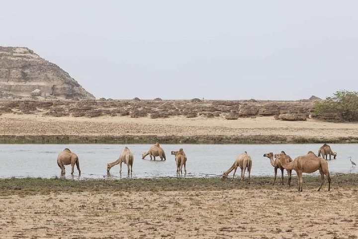 Half day tour The Best of West :Salalah Tours - Image 1
