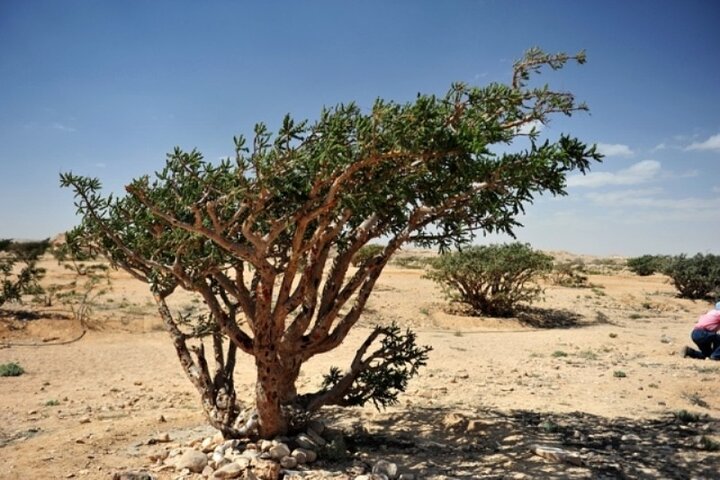 Private Day Trip from Salalah to Rub Al Khali - Image 5