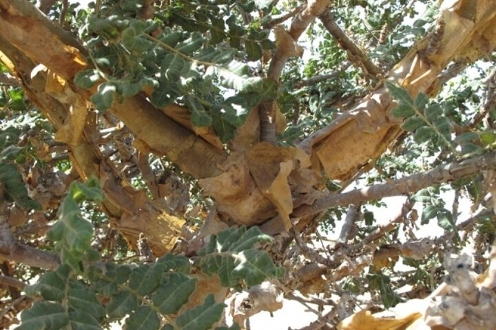 Private Day Trip from Salalah to Rub Al Khali - Image 4