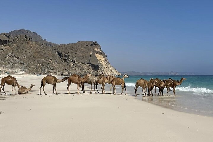 Private Guided Tour to West Beaches of Salalah - Image 5