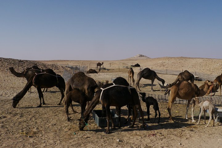 Private tour - Empty Quarter desert adventure - Wadi Dawka + Ubar - Image 4