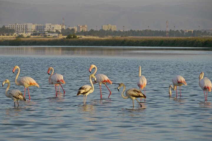 Salalah by night private tour - charming evening in the garden city  - Image 4
