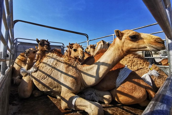 Salalah City Half Day Tour ( Private Tour) - Image 4