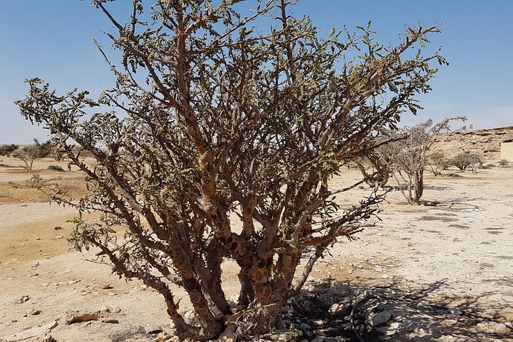 UNESCO World Heritage sites - Land of Frankincense - Salalah Oman - Image 1