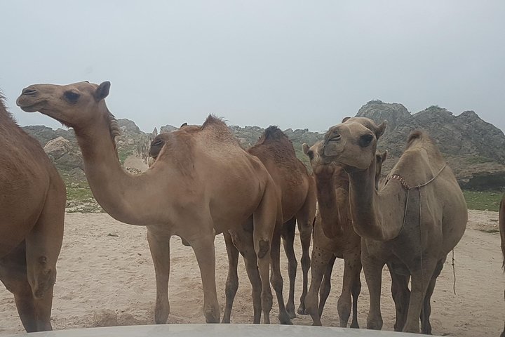 West Salalah 6-8 hours Tour - Mughsayl & Fazayah Beach Adventure - Image 5