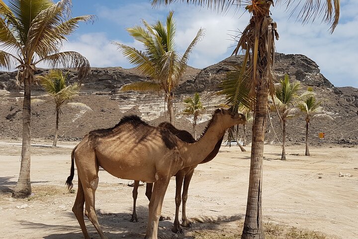 West Salalah 6-8 hours Tour - Mughsayl & Fazayah Beach Adventure - Image 1