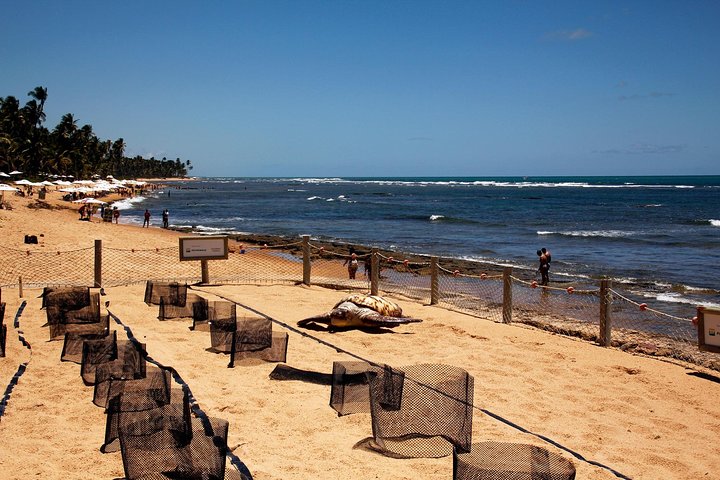Praia do Forte with Guarajuba Beach - Day Trip from Salvador - Image 2