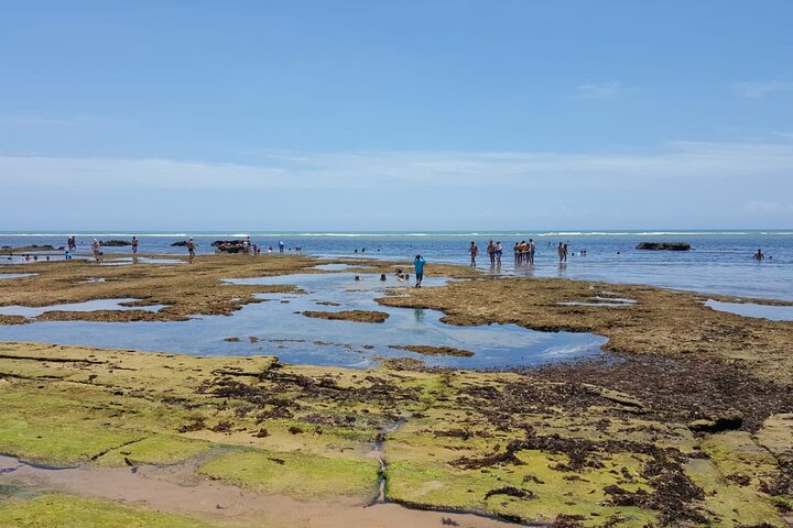 Private Coconut Coast & Praia do Forte Tour - from Salvador - Image 4