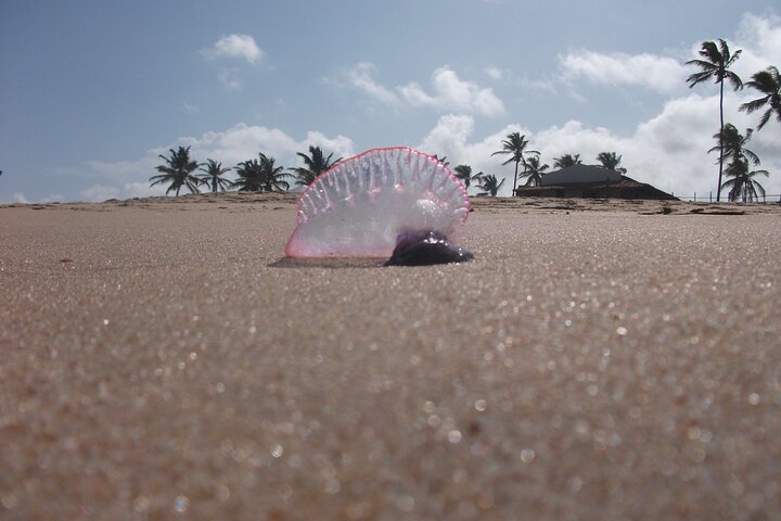 Private Tour from Salvador to Reconcavo or Baiano Coast - Image 1