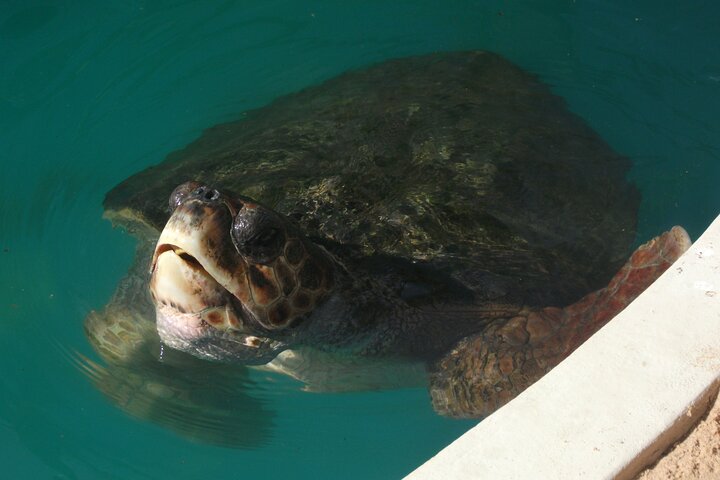Private Tour from Salvador to Reconcavo or Baiano Coast - Image 4
