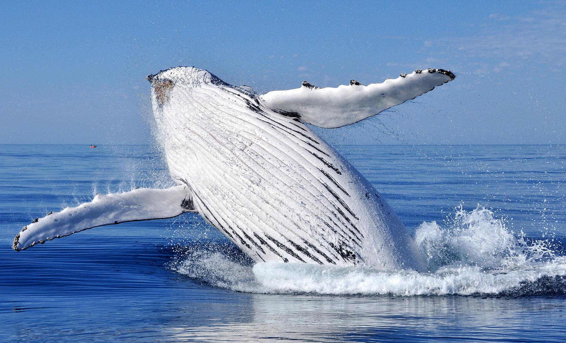 Samana Whale Watching - Image 1