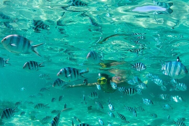 Tour to Johnny Cay Mangrove Aquarium and Haynes Cay - Image 4
