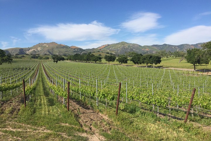 Santa Barbara Wine Tour Experience - Authentic and Boutique  - Image 3