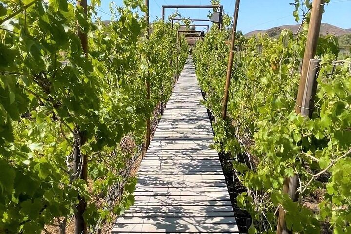 All-Inclusive Private Wine Tour in Baja - Image 4