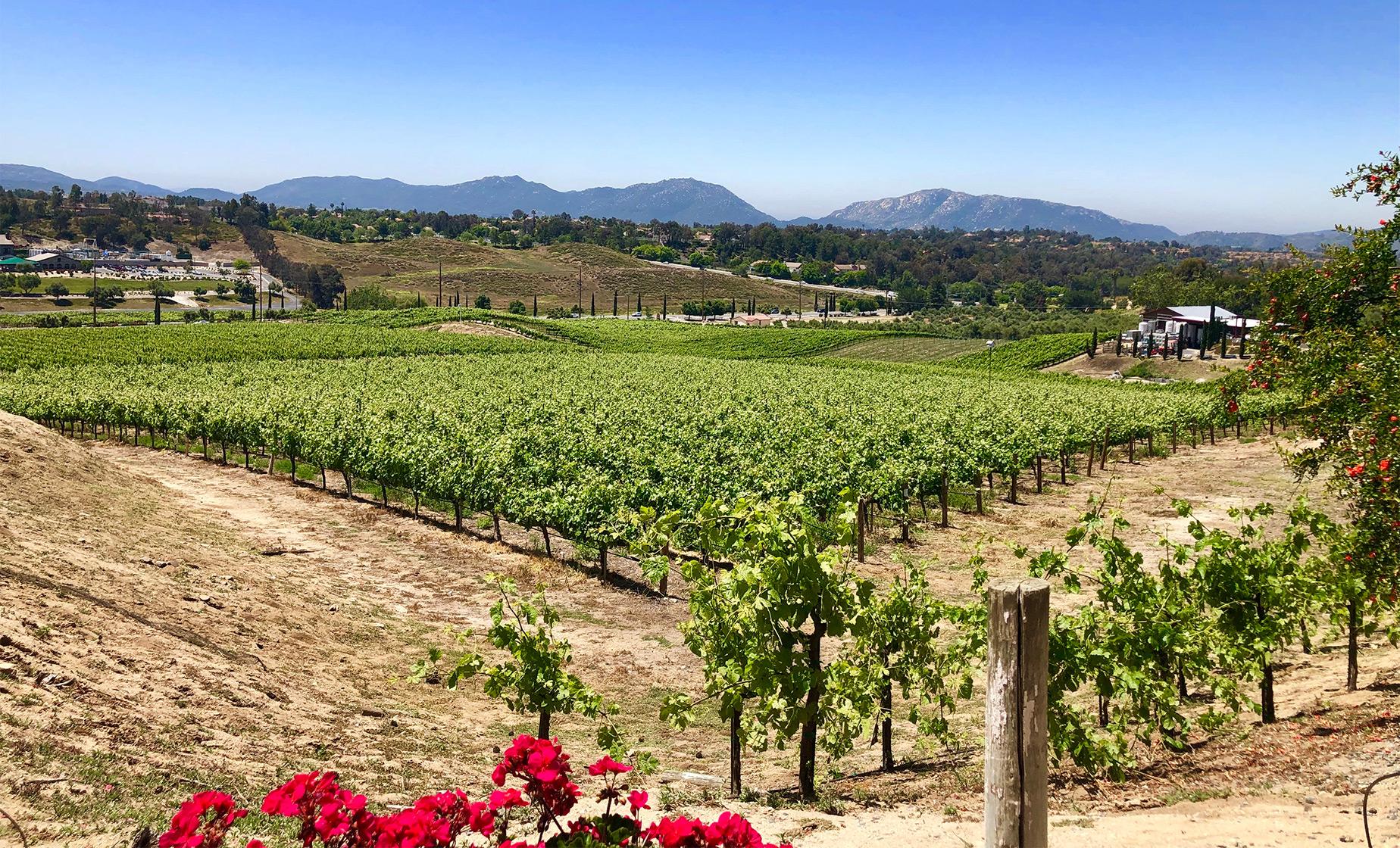Chauffeured Winery Tour - Image 1