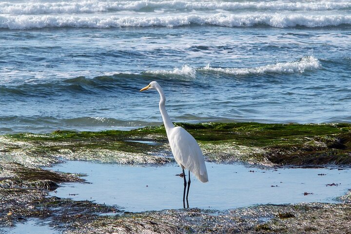 Private Full Day Coastal Tour from San Diego with private driver/guide - Image 4