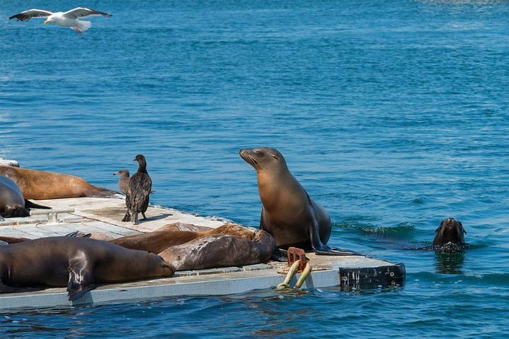 San Diego Shore Excursion: San Diego Seal Tour - Image 3