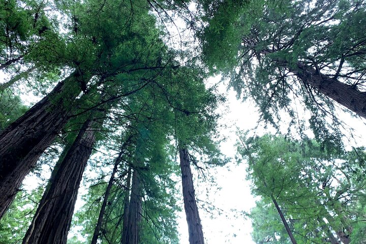 4-Hour Private Sightseeing Tour to Muir Woods, Sausalito and Golden Gate Bridge - Image 3