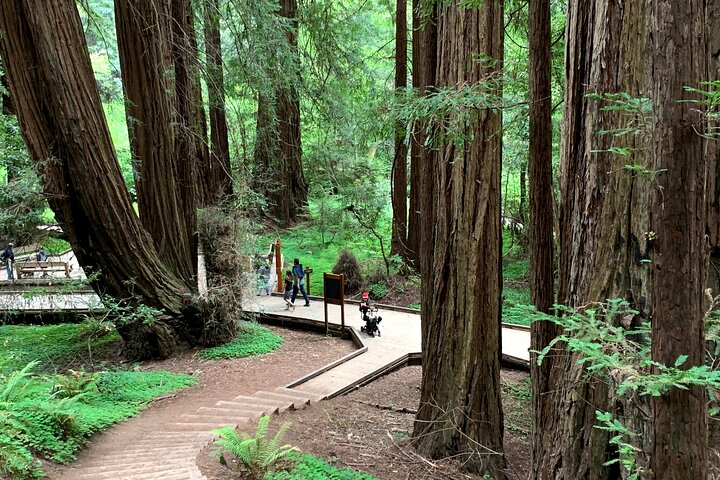 4-Hour Private Sightseeing Tour to Muir Woods, Sausalito and Golden Gate Bridge - Image 2